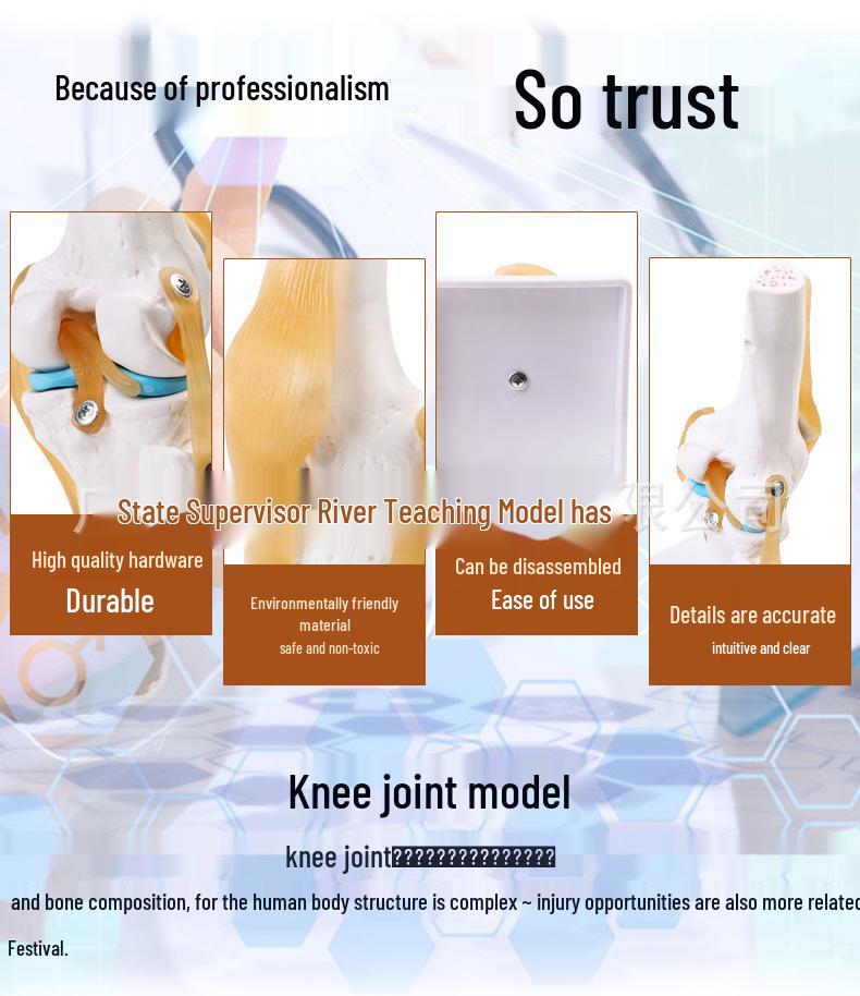 Functional Human Knee Joint Model with Ligaments