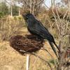 Halloween Crow Realistic Looking Super Soft Feather Black Feathered Crow Halloween Decor for Home