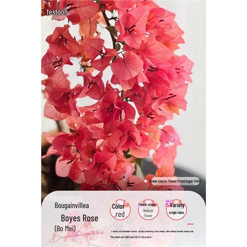Large Bougainvillea Climbing Plant with Flowers - Indoor/Outdoor Greenery for Balcony and Courtyard