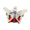 Female Pelvic Model Hip Flexible Medical Skeleton Teaching Aid for Midwife in