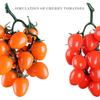 Realistic Artificial Cherries Tomatoes Fruit for Festival Decoration Basket Display Classroom Teaching Aid Photography