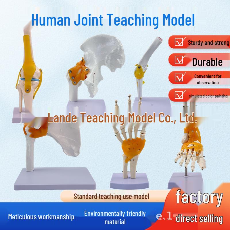 1:1 Human Skeletal Joint Model: Knee, Shoulder, Elbow, Hand, Foot, Hip