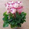 Large Indoor Cyclamen Seedling - Year-Round Blooming Rabbit Ear Flower for New Year