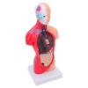 Human Body Anatomy Model 15 Removable Parts 11.02 Inch Human Torso Anatomical Model for School Medical Education Display