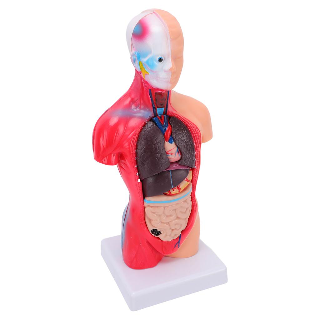 Human Body Anatomy Model 15 Removable Parts 11.02 Inch Human Torso Anatomical Model for School Medical Education Display