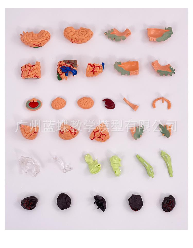 4DMaster Menschliche Anatomie Gehirnstruktur Modell