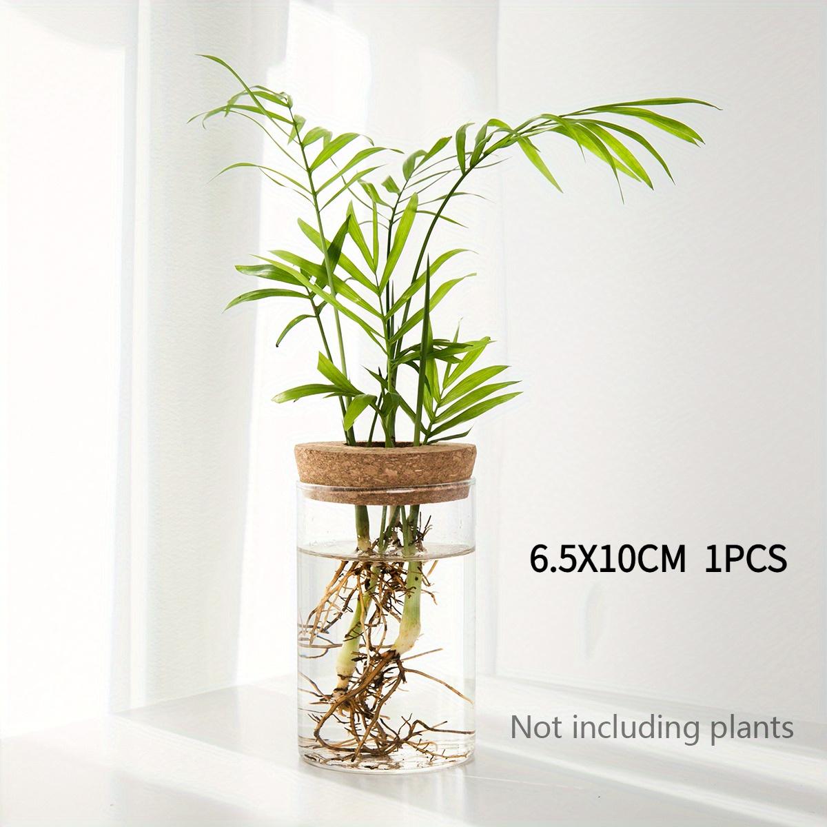 Home Office Hydroponic Plant Glass Vase Transparent Rooting Container1-4A desktop decoration ornament, green plant vase