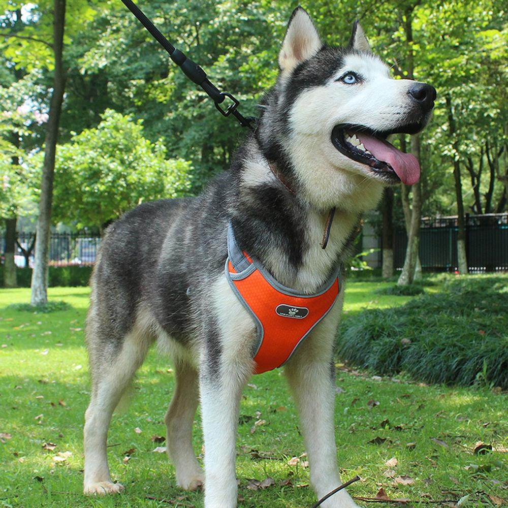 Astro Orange Dog Training Harness, Size Xl