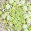 20/50Pcs Green Artificial Flowers Silk Fake Flowers Heads for Home Decor Wedding Christmas Decoration DIY Garland Gift Accessory