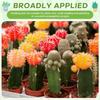10/20pcs Two-colors Seeding Nursery Pot Plastic Plants Flowers Seedling Cups Grow Box Home Garden Nursery Pot Potted Containers