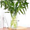 Lucky Bamboo Straight Glass Hydroponic Vase - Simple & Creative Micro Landscape Ornament