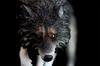 1/6 Scale Coyote Wolf Animal Figure, Realistic PVC Plastic Model, Premium Adult Toy, 20cm Class, Original Statue, Painted, Complete, Perfect for Anima