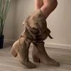 Winter Chunky Women High Boots Suede Pointed Retro Mid Heels Shoes 2025 Trend Designer Zipper Pumps Gladiator New Botas De Mujer