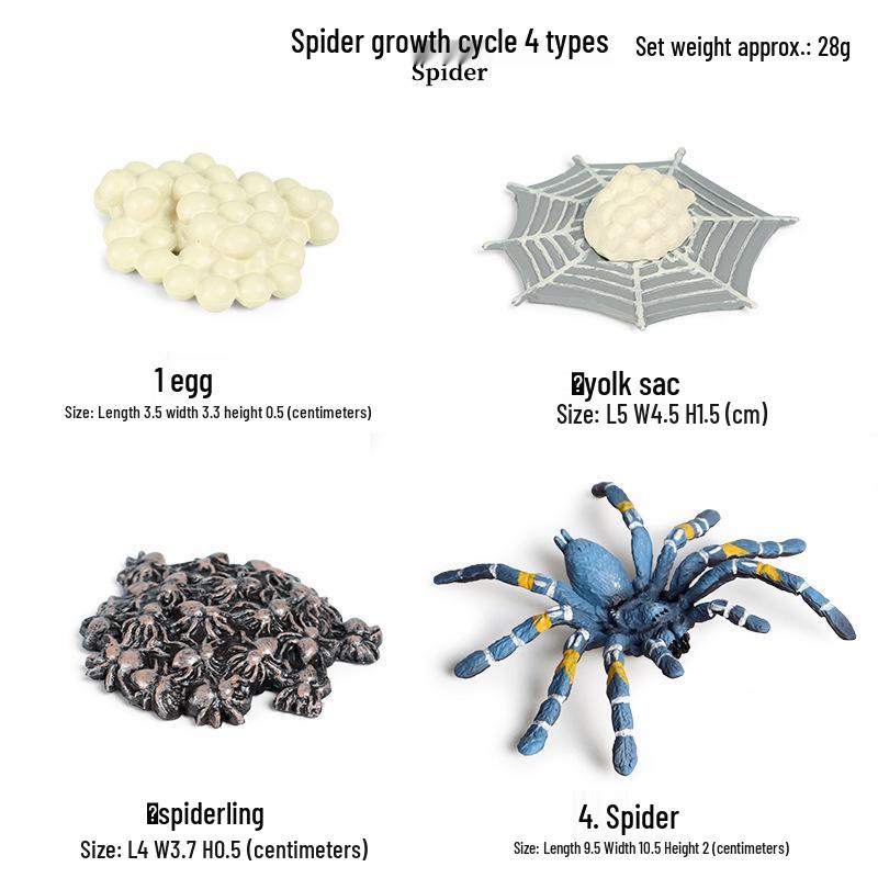 Children's Cognitive Toys: Frog Tadpole Growth Cycle Models