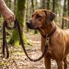 Laisse en Cuir de Vache Véritable pour Chien de Grande Race Corde de Promenade pour Golden Retriever Marche Quotidienne en Extérieur
