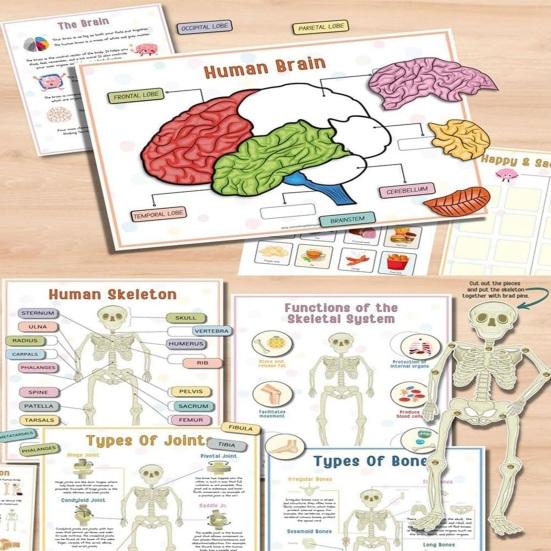 Anatomie des Menschen: Beschäftigungsbuch für Vorschulkinder im Kindergarten, Körperteile, Lernaktivitäten, Buch, interaktives pädagogisches Buch zum Entschlüsseln von Körpergeheimnissen