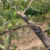 10Pcs Anti-Slip Fruit Tree Branch Puller High-Strength Branch Shaping Device  Outdoor Farm Planting