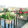 Hanging Wrought Iron Balcony Plant Rack: Potted Succulents & Chlorophytum Display Stand