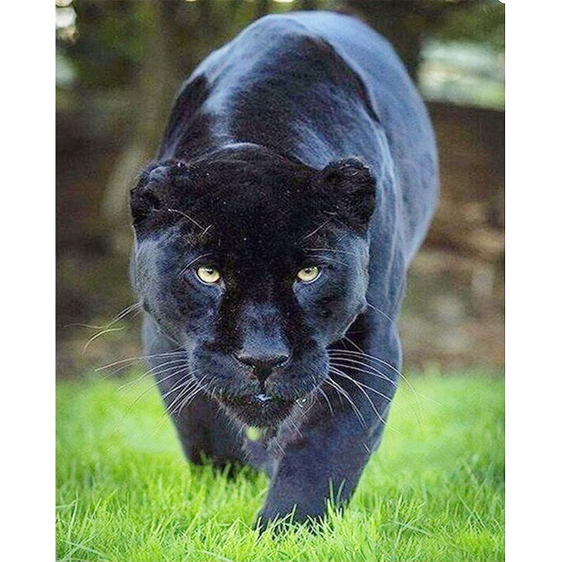 

50X70CM 5D Алмазная картина Мозаика Пантера Алмазная вышивка Подарок или украшениекровать