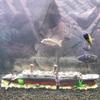 Aquarium Titanic Shipwreck Decorations,resin Material Ship Decorations,fish Tank Sunken Ship Ornament Aquarium Environment