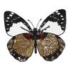 1Pcs New Butterfly Embroidery Lace Applique Fabric Clothing Decoration Accessories