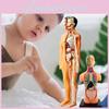 Educational Anatomy Toy For Exploring Human Body