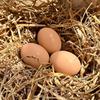 3pcs Wooden Fake Eggs for Hens – Heavy, Durable Nesting to Establish Fixed Laying Area, Coop