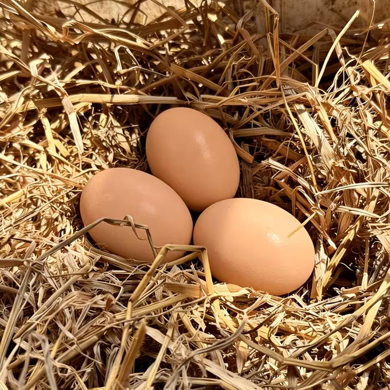 3pcs Wooden Fake Eggs for Hens – Heavy, Durable Nesting to Establish Fixed Laying Area, Coop