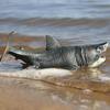 Large Megalodon Model: Prehistoric Spiky Shark Aquarium Decoration