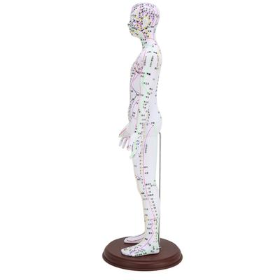 60cm Acupuncture Model Human Acupuncture Meridians Model with Base Acupuncture Needle Set