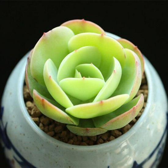 Peach Blossom Succulent: Cute, Cluster-Forming, Easy-Care Office Plant
