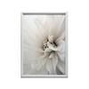 Delicate White Dahlia Delicate White Dahlia, 30X40 Cm, Dark Brown Wooden Frame, 230 Gsm Matte Paper