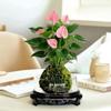 Bonsai Air Purifying Hydroponic Plants for Easy Year-Round Care