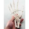 Monolife Hand Joint Model, Hand Skeleton Model, Educational Model, Right Hand, Wrist, Articulated Type