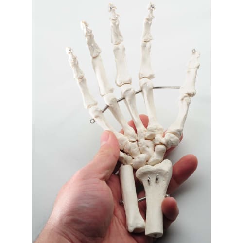 Monolife Hand Joint Model, Hand Skeleton Model, Educational Model, Right Hand, Wrist, Articulated Type