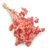 Dried Yarrow - (Achillea) - Pink