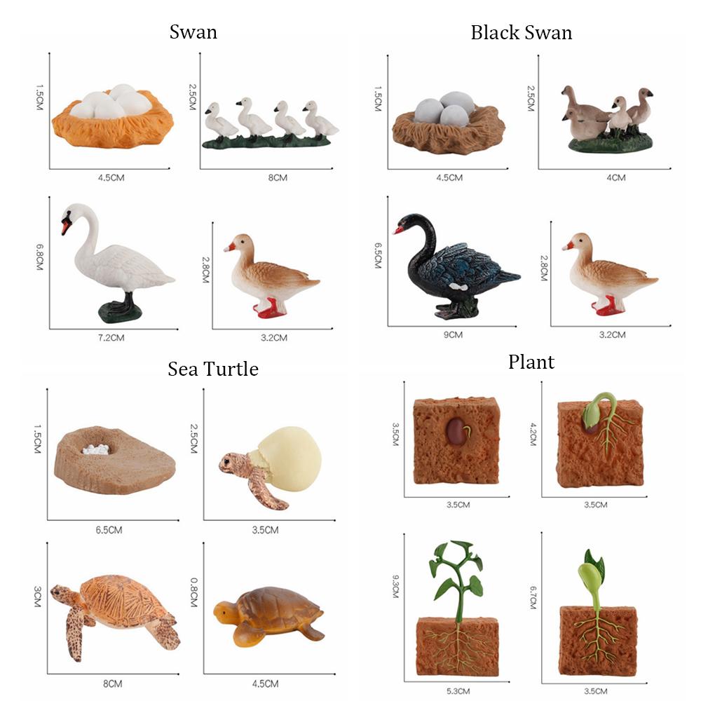 Kids Toy Life Cycle Chicken Dragonfly Simulation Model Figurine Animals Growth Cycle