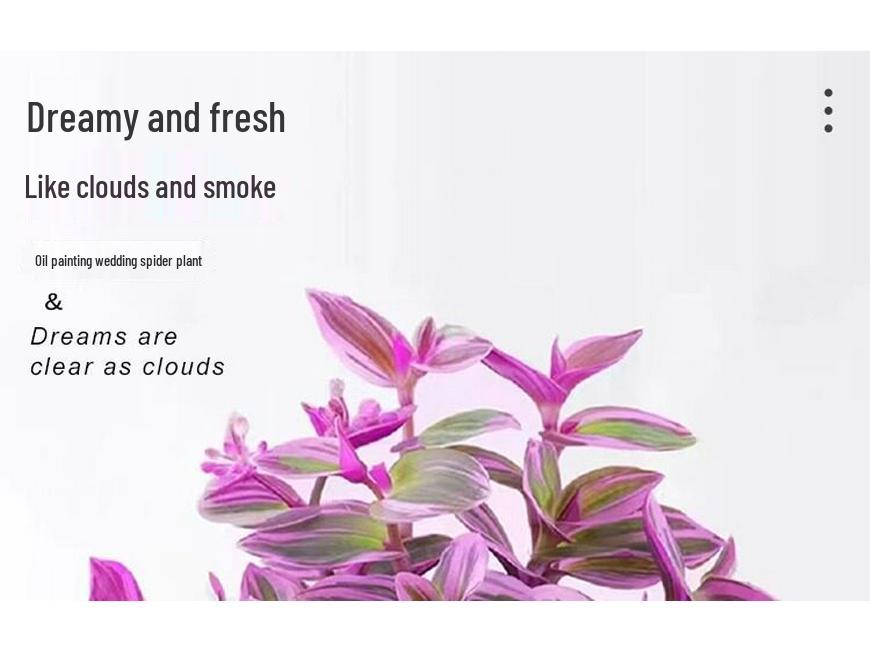 Wedding Lily of the Valley Rouge Cloud Succulents: Indoor Office Flowers & Desktop Green Plants