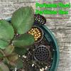 3/10/20/30/50PCS Fertilizer Basket With Lid Fertilizer Box Case Easily Carrying Part Bonsai Fertilizer Container Eco-friendly Tool