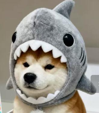 Pet Headgear Cute Cross Dressing Shark Cute Cat Photography Dog Plush Autumn and Winter Hat Puppy Accessories