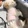 Breathable Puppy Lace Skirt Lotus Leaf Edge Dog Cooling Vest Princess Style Bow Dog Skirt  Party