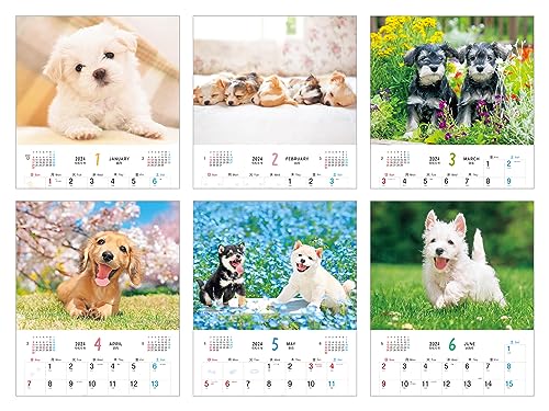 Cățeluș pufos (Calendar Impress 2024)