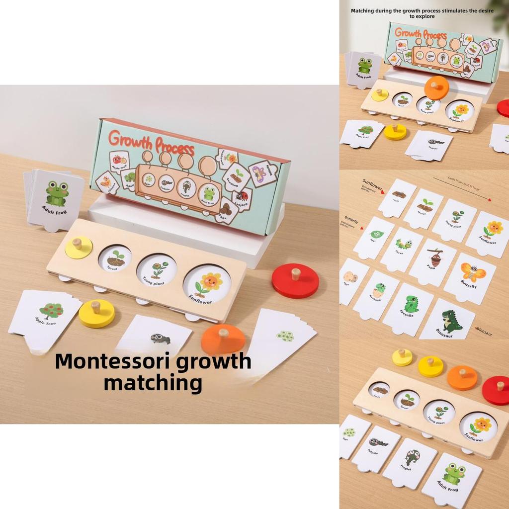 Montessori Growth Cycle Puzzle Wooden Educational Toy For Preschool Learning