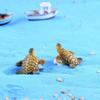 2Pcs Sea Turtle Model Miniatures  Decor Diy Dolls Bonsai Figurines Gifts Home Decoraccessories