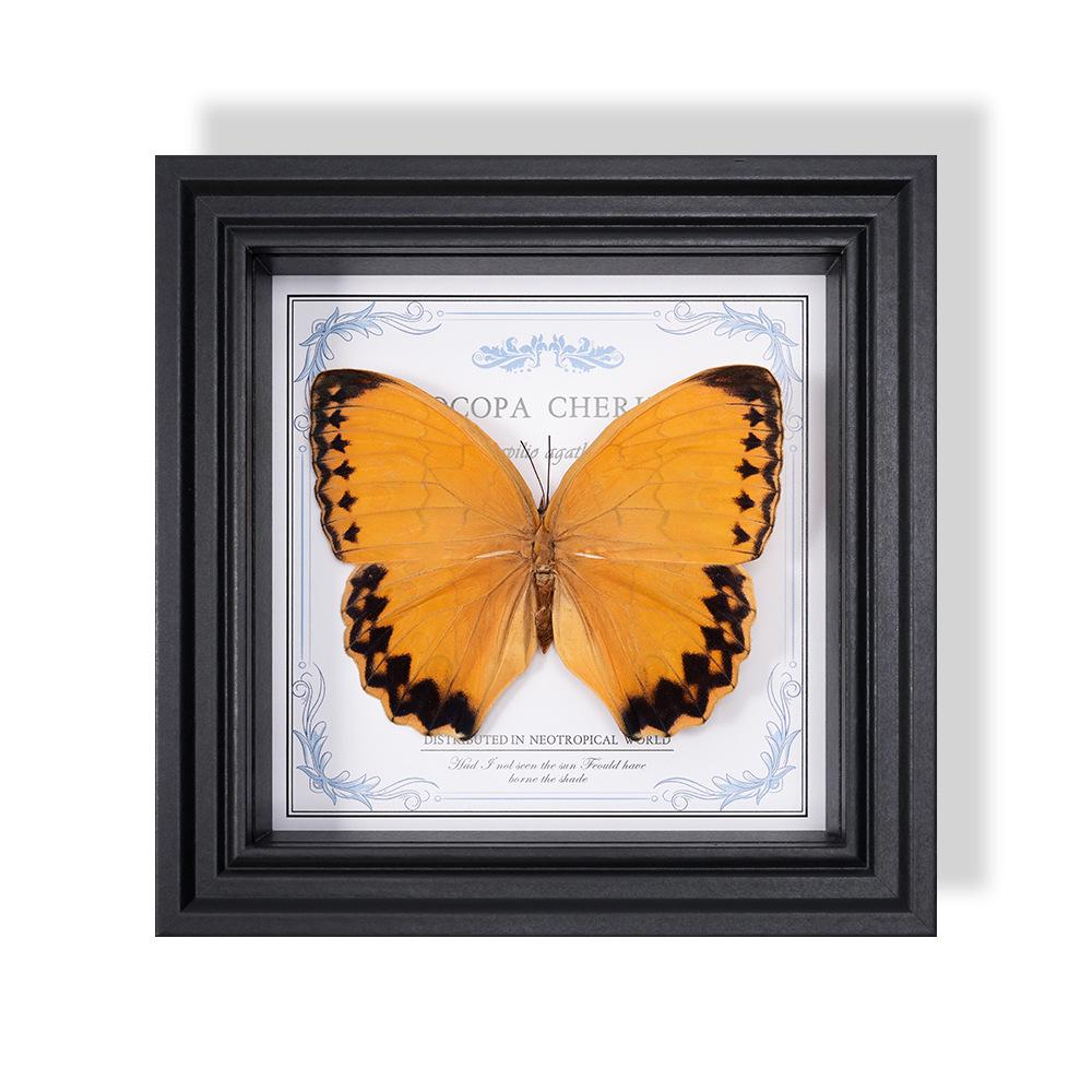 Wall-Mounted Butterfly Specimen Photo Frame: Home Decor & Gift for Valentine's Day, Qixi, Birthday, Couples & Insect Lovers