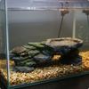 Turtle Basking Platform Resin Craft Turtle Sunning Dock Rock Hideout Cave Multi-Level Design Pet Habitat Decor