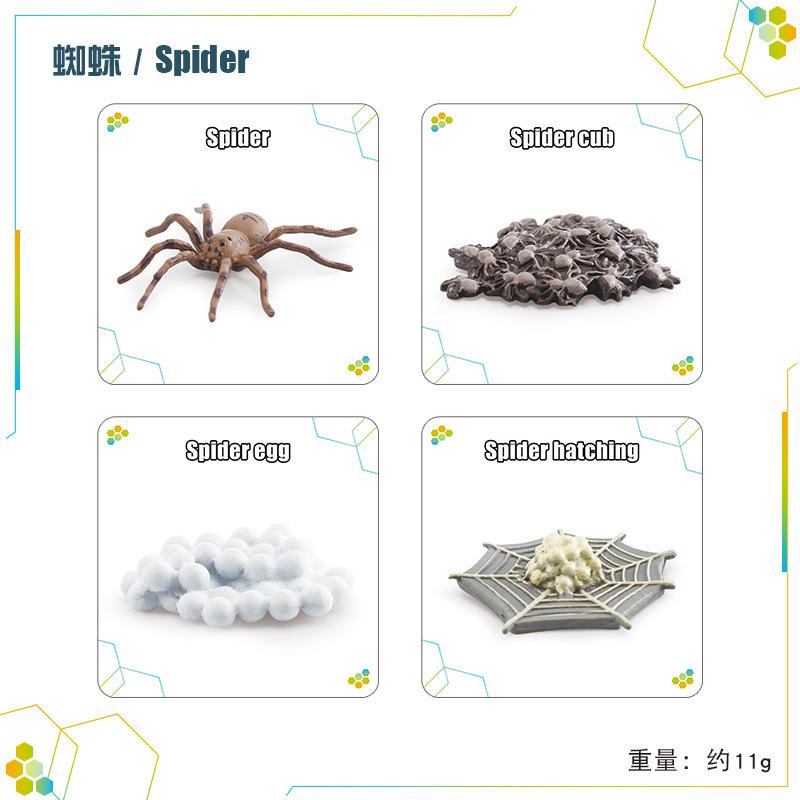 Children'S Science And Education Cognition 16 Animal, Plant And Insect Life Cycle Cards Early Childhood Education Card Toys