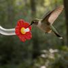 3pcs Floral Hummingbird Feeder Tube Replacement Feeding Tubes with Red Flower Tip for Outdoor