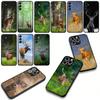 Deer Hunting Buck Cover for Samsung Galaxy A25 A37 A57 A12 A14 A31 A41 A50 A51 A70 A71 A72 A21S A04 M15 Note 20 9 8 10 Case