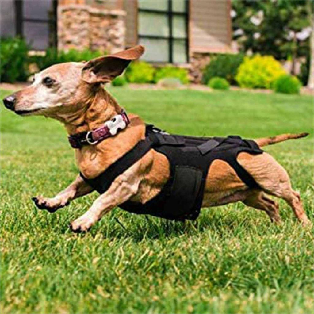 Adjustable Dog Back Brace –Relief Support for , Helps with Spinal Injury Recovery, Pain Relief, and Post- Rehabilitation